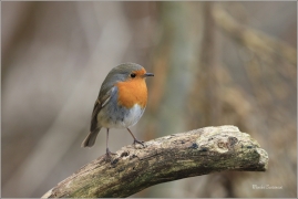 <p>ČERVENKA OBECNÁ (Erithacus rubecula) ------- /European robin - Rotkehlchen</p>